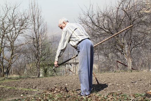 Elderly man cleans rake dry leaves in the garden