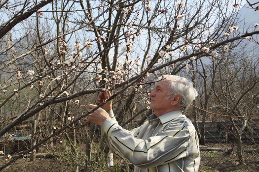 An elderly man looks at a branch of flowering apricot