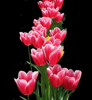 Bouquet of red tulips on a black background