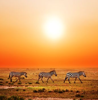Zebras herd on savanna at sunset, Africa. Safari in Serengeti, Tanzania