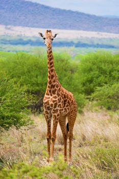 Giraffe standing on grassland savanna. Safari in Tsavo West, Kenya, Africa