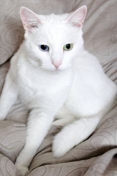Portrait of white cat with different eyes. Blue and Green.