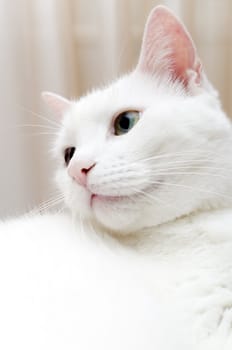 Portrait of white cat with different eyes. Blue and Green.