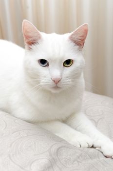 Portrait of white cat with different eyes. Blue and Green.