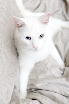 Portrait of white cat with different eyes. Blue and Green.