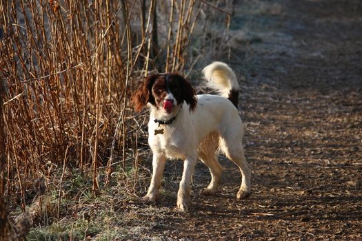 Working English Springer Spaniel waiting