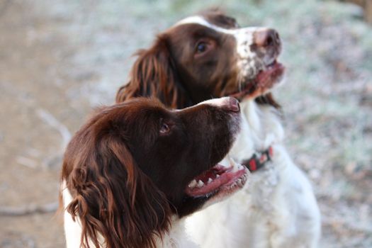 Working English Springer Spaniels together