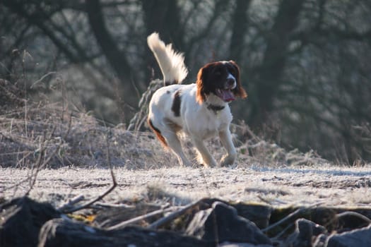 Working English Springer Spaniel running