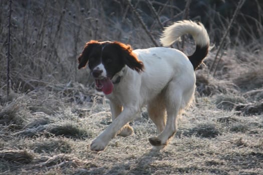 Working English Springer Spaniel running