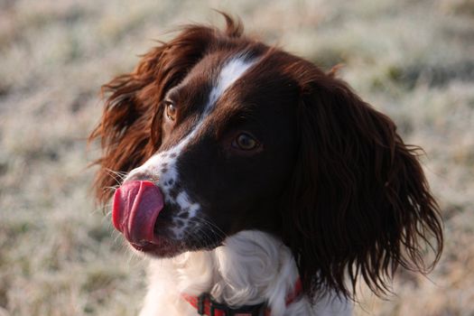 Working English Springer Spaniel licking her face