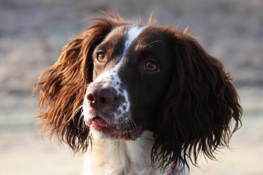 Working English Springer Spaniel looking cute