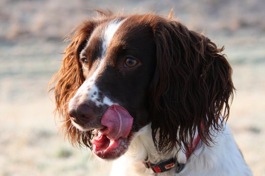 Working English Springer Spaniel licking her face