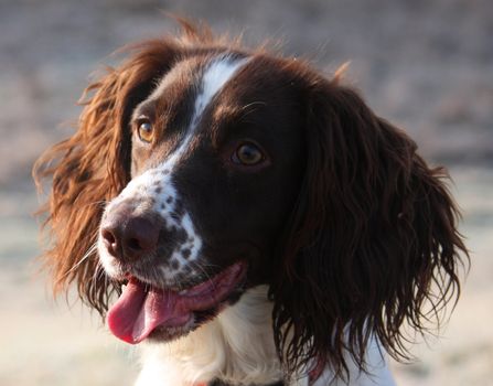 Working English Springer Spaniel looking cute