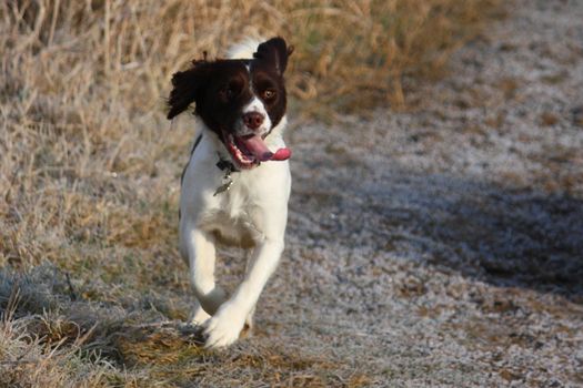 Working English Springer Spaniel running