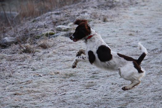 Working English Springer Spaniel leaping