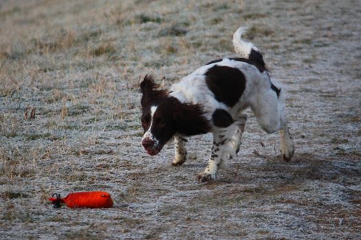 Working English Springer Spaniel retrieving a dummy