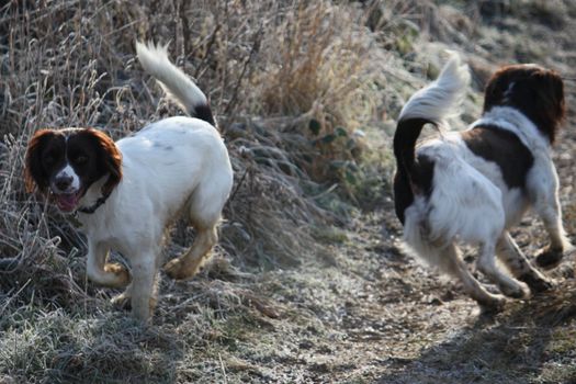 Working English Springer Spaniel friends together