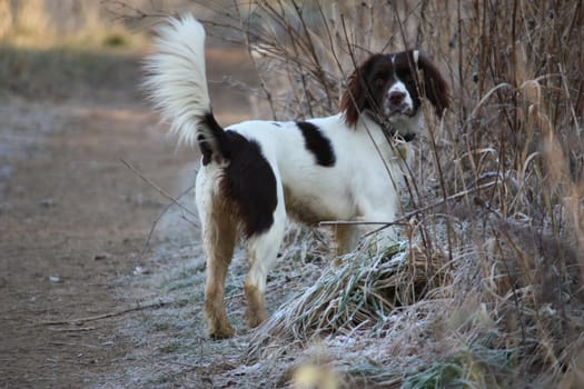 Working English Springer Spaniel waiting