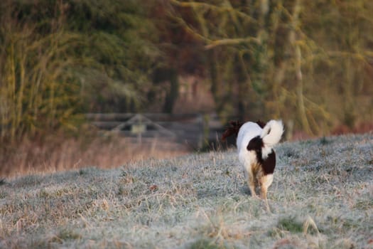 Working English Springer Spaniel running away