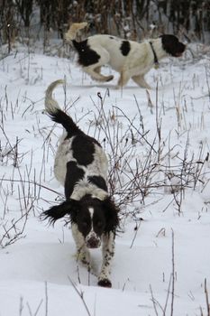 Working English Springer Spaniels enjoying the snow