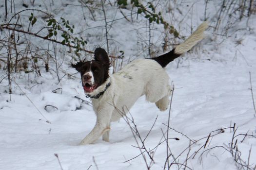 Working English Springer Spaniel running in the snow