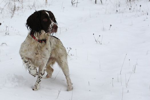 Working English Springer Spaniel pointing in the snow