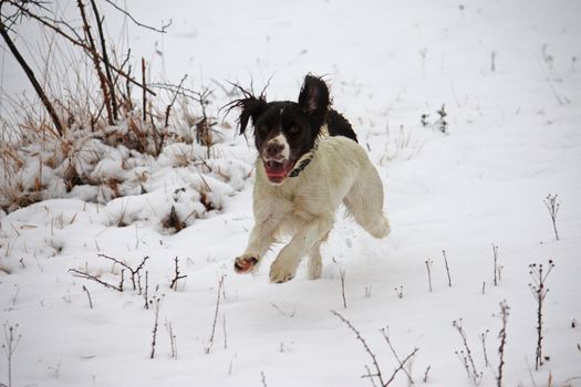 Working English Springer Spaniel running in the snow