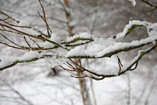 Snow covered branches