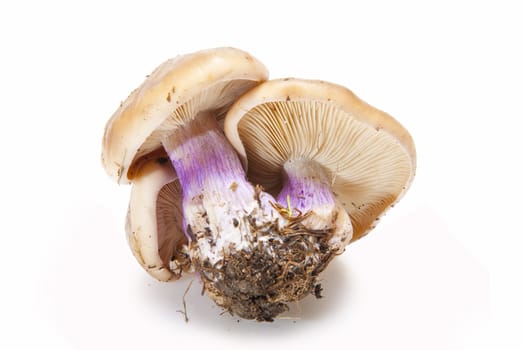 Wood blewits isolated over a white background.