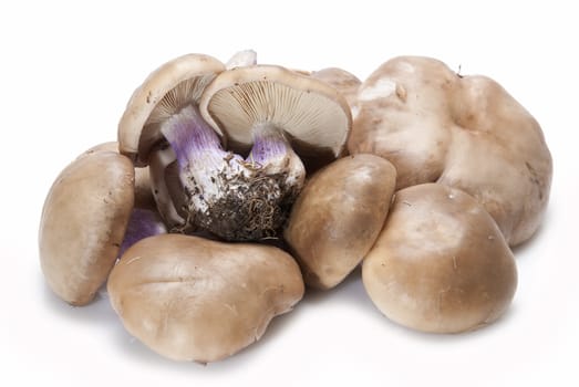 Wood blewits isolated over a white background.