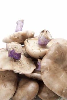 Wood blewits isolated over a white background.