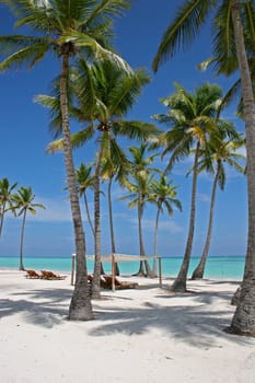 A beautiful view of tall palm trees on a sunny tropical Caribbean Beach in Dominican Republic