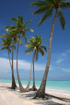 A Beautiful View Of Tall Palm Trees In Capcana Beach, Dominican Republic