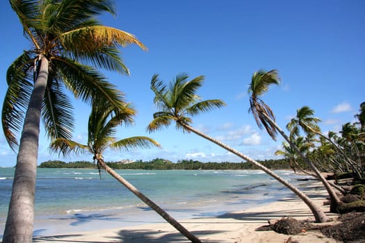 Wild Palm Trees in Playa Bonita - Dominican Republic Island