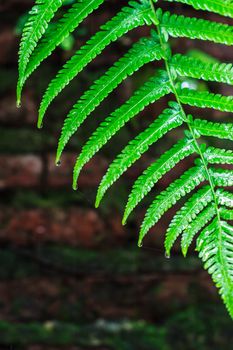 Fern Leaves with Water Droplets