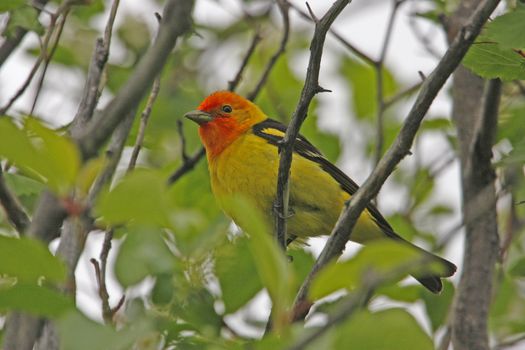 Western Tanager male (Piranga ludoviciana)