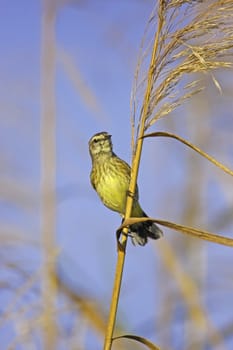 Sparrow (Ammospiza sp.)