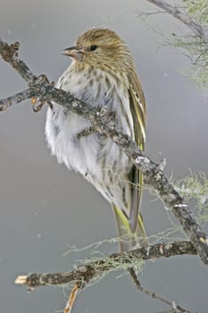 Pine Siskin (Carduelis pinus)