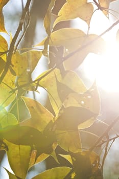 Green leaves under sunlight