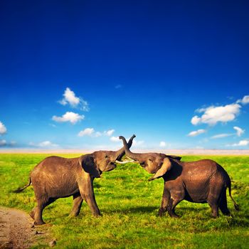 Elephants playing with their trunks on African savanna. Safari in Amboseli, Kenya, Africa