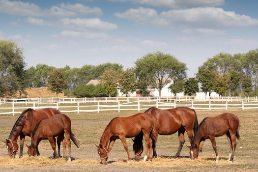 brown horses farm scene