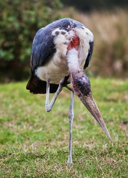 The Marabou Stork bird in Tanzania, Africa