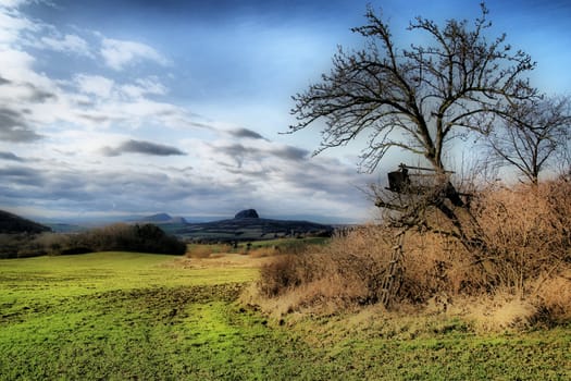 Grassland  with tree stand ,mountains and sky