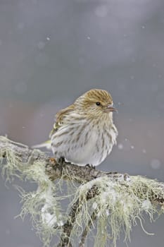 Pine Siskin (Carduelis pinus)