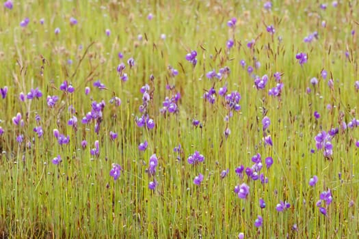 Meadow with wild pink flowers