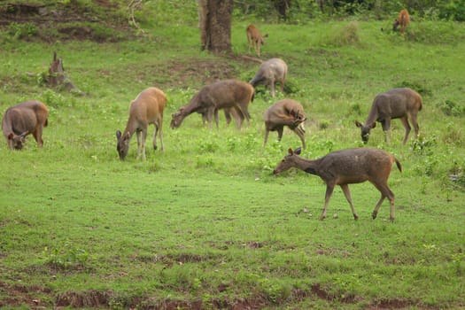 Deer herd in  meadow scene at forest, Thailand.