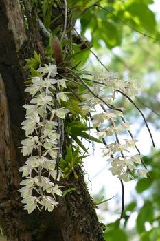 Beautiful wild orchids flower growing on a tree