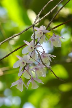 Beautiful wild orchids flower growing on a tree