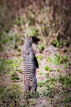 Mongoose standing and observing. Safari in Serengeti, Tanzania, Africa