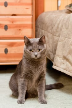 A gray cat sitting on the floor near bed
